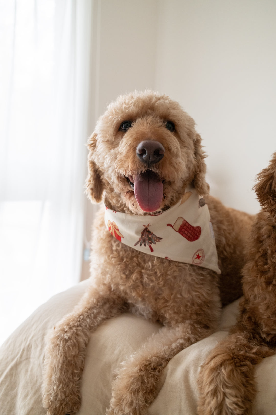 PET BANDANA CHRISTMAS - Pre-Order Mid November
