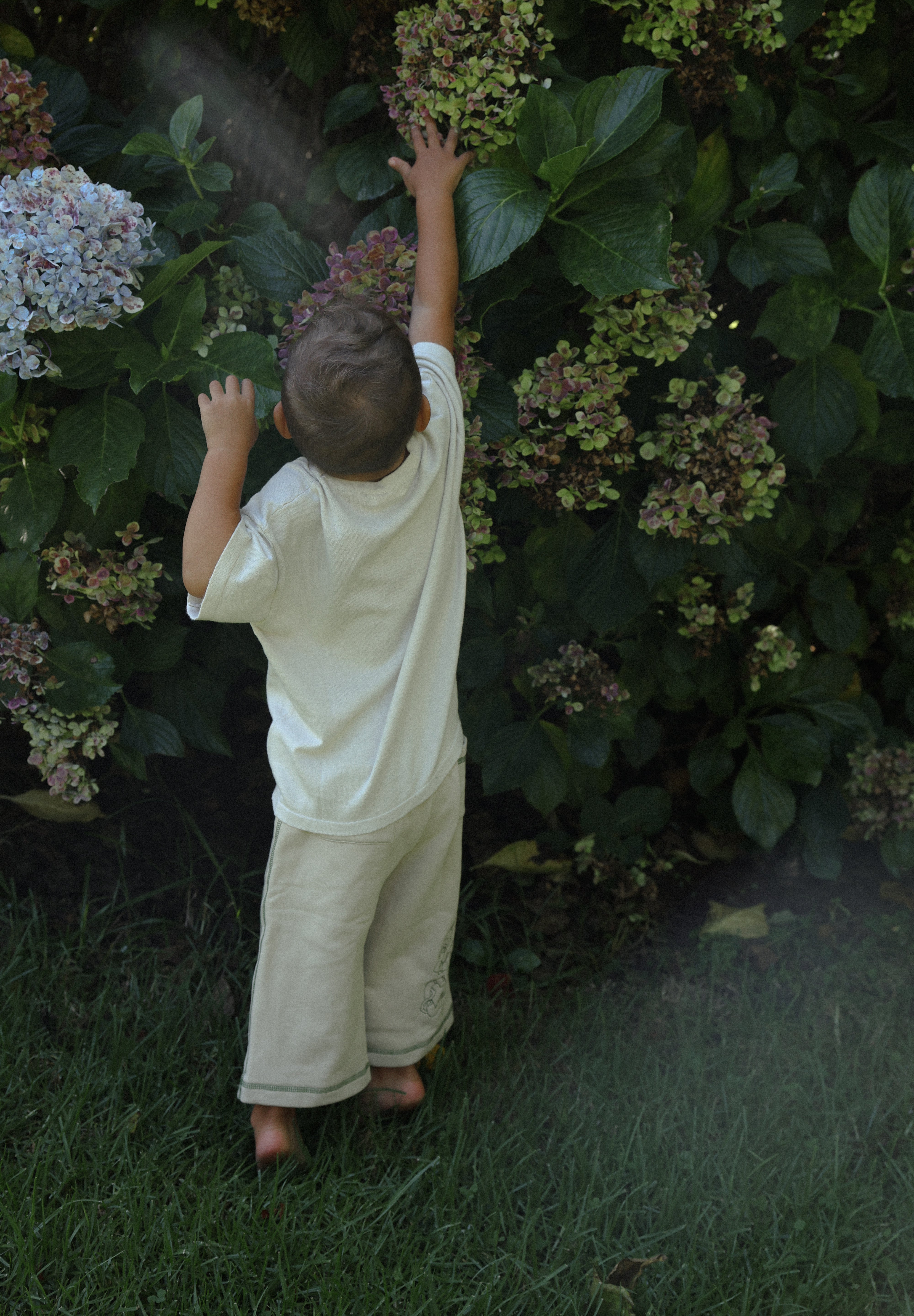 TEE VINES